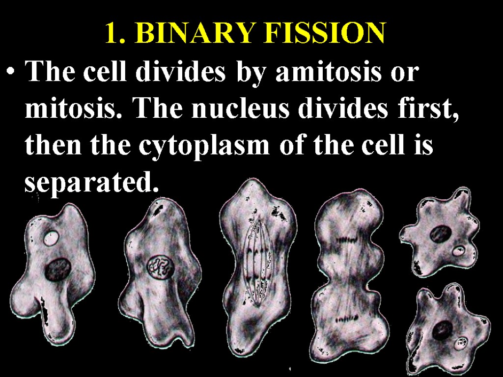 1. BINARY FISSION The cell divides by amitosis or mitosis. The nucleus divides first,